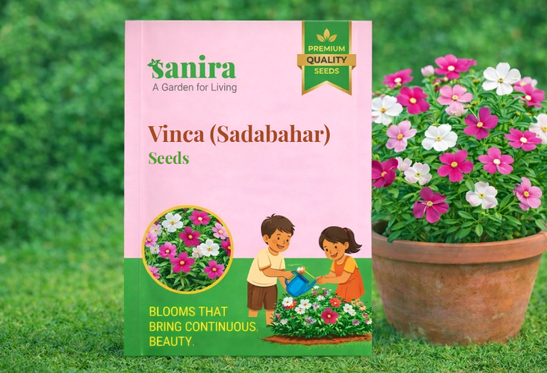 Vinca (Sadabahar) Seeds